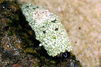 Luffia ferchaultella