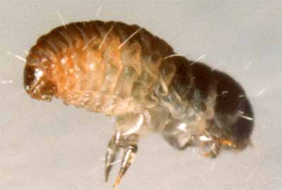 Luffia ferchaultella