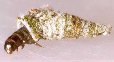 Luffia ferchaultella
