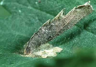 ���� ����������� �������� (Coleophora limosipennella)