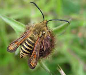 ����������� ������������ (Bembecia ichneumoniformis)