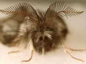 Acanthopsyche atra