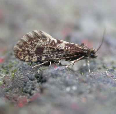 Bankesia conspurcatella