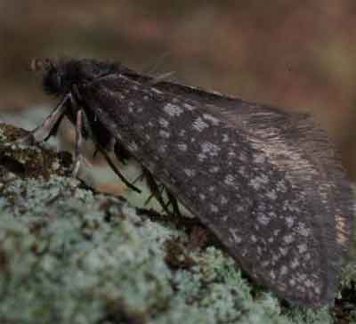 Dahlica lichenella