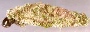 Dahlica lichenella (��������)
