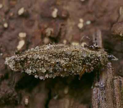 Dahlica triquetrella (��������)