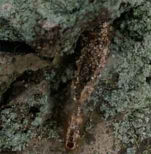Dahlica triquetrella (��������)