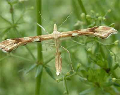 Platyptilia ochrodactyla