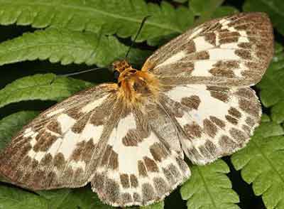 Abraximorpha davidii