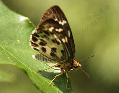 Abraximorpha davidii