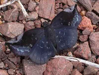 Achlyodes thraso
