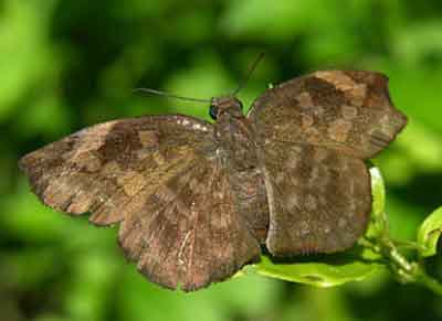 Achlyodes thraso
