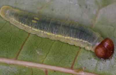 Achlyodes thraso (��������)