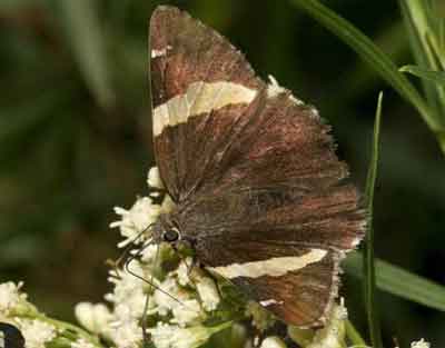 Autochton cellus