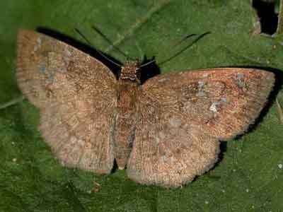 Carrhenes canescens