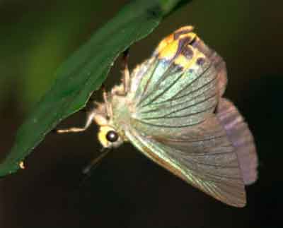 Choaspes hemixanthus