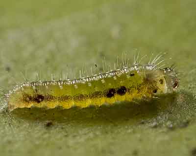 Choaspes hemixanthus (��������)