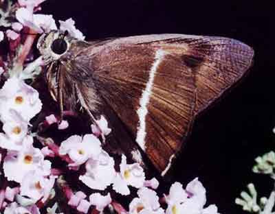 Hasora khoda