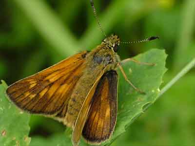Ochlodes faunus