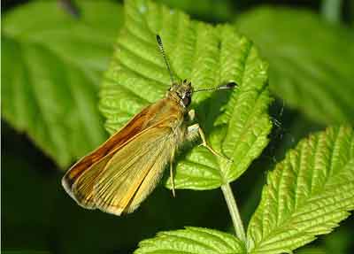 Ochlodes faunus