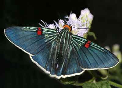 Phocides palemon