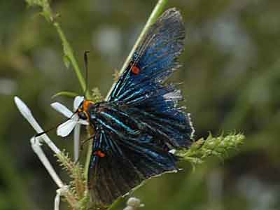 Phocides palemon
