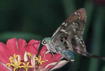Urbanus proteus