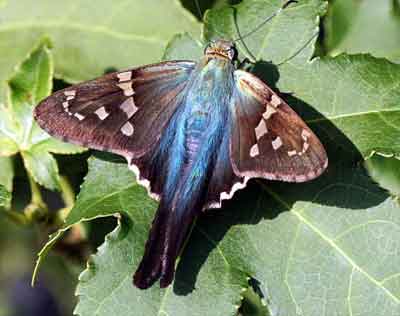 Urbanus proteus