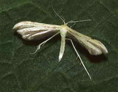 Euleioptilus carphodactyla