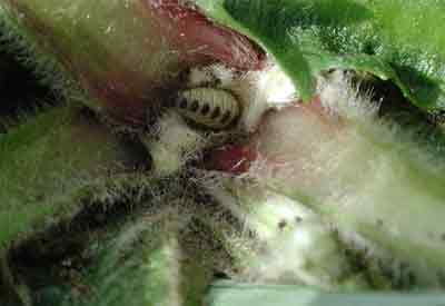 Euleioptilus carphodactyla (��������)