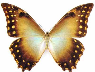 ����� ��������� (Morpho amphitrion)