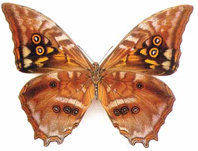 ����� ��������� (Morpho amphitrion)