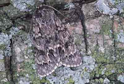 Acronicta auricoma