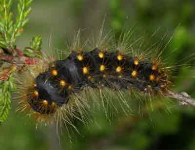 Acronicta auricoma (��������)