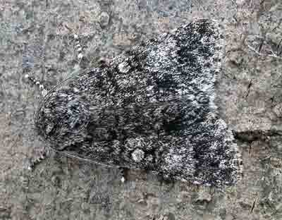 Acronicta megacephala