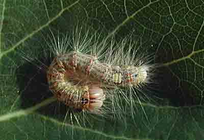 Acronicta megacephala (��������)