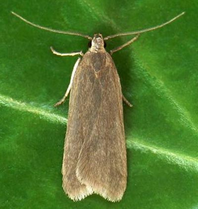 Acompsia cinerella