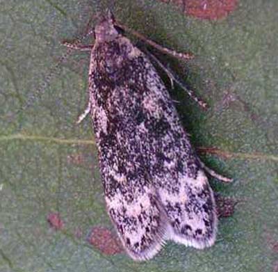 Anacampsis blattariella