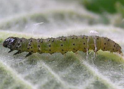 Anacampsis blattariella