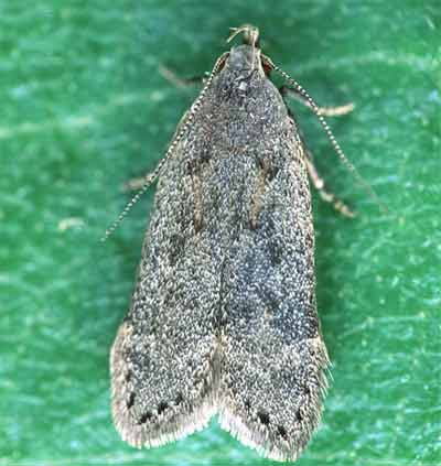�������������� ���� �������� (Anacampsis populella)
