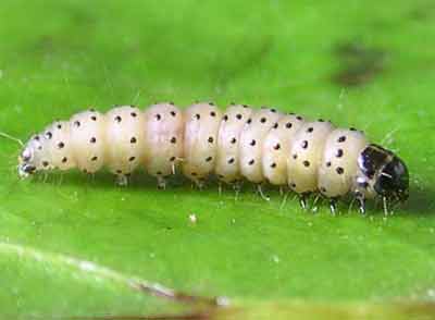 �������������� ���� �������� (Anacampsis populella)