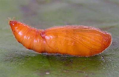 �������������� ���� �������� (Anacampsis populella)
