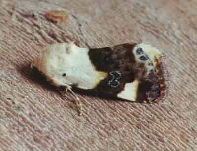 Acontia lucida