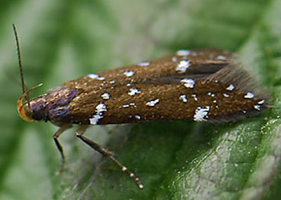 Argolamprotes micella