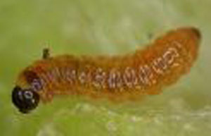 Argolamprotes micella