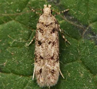 Bryotropha domestica