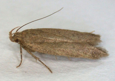 Bryotropha senectella