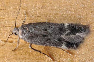 Bryotropha similis