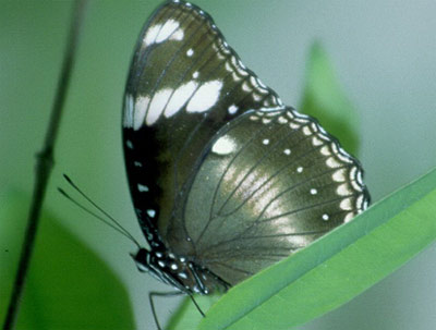 ���������� ������ (Hypolimnas bolina)