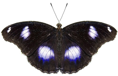 ���������� ������ (Hypolimnas bolina)